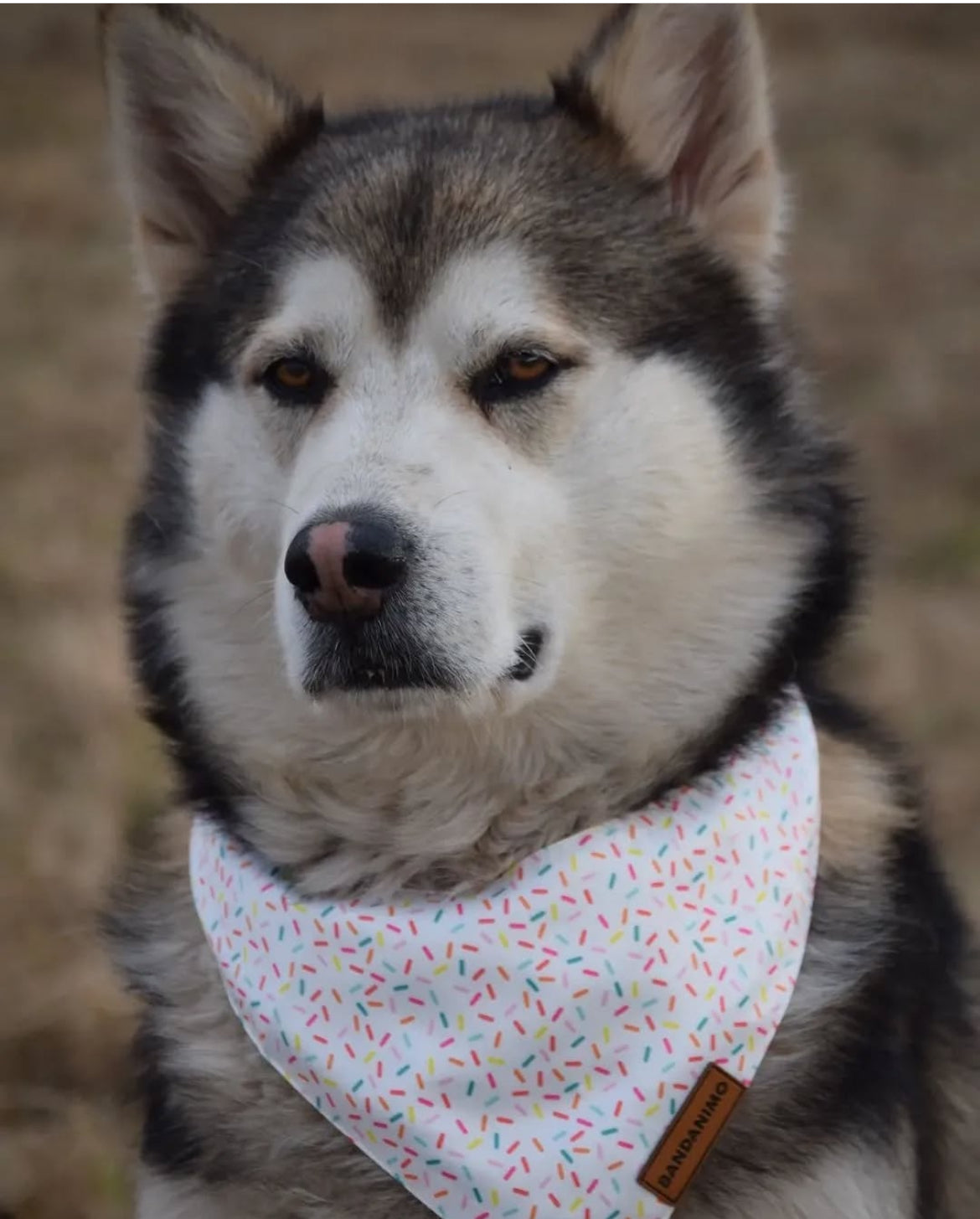 Bandana pour chien Confettis