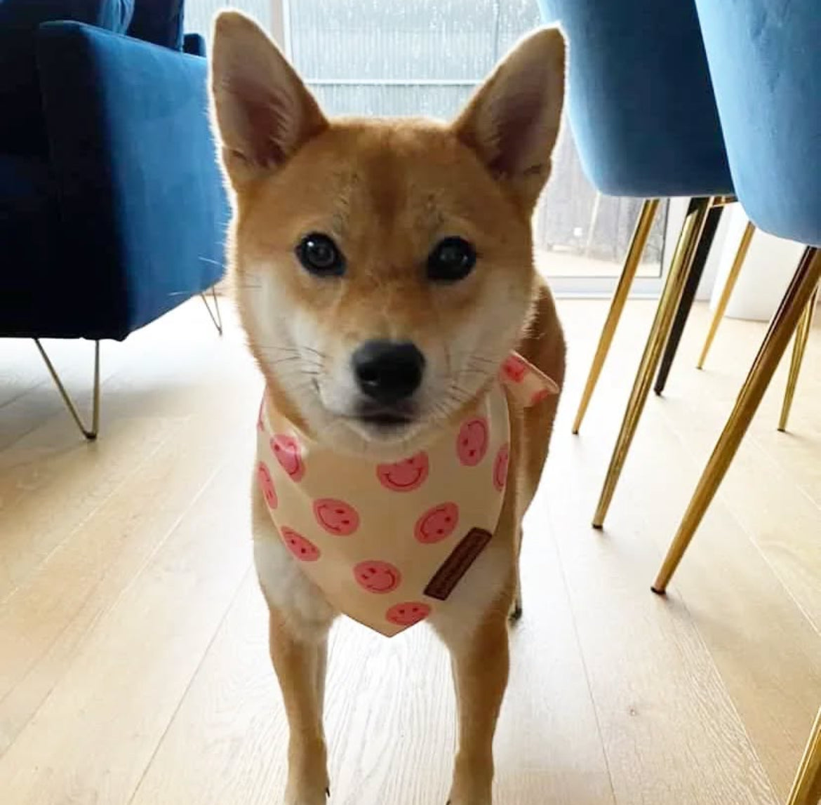 Bandana pour chien Smileys