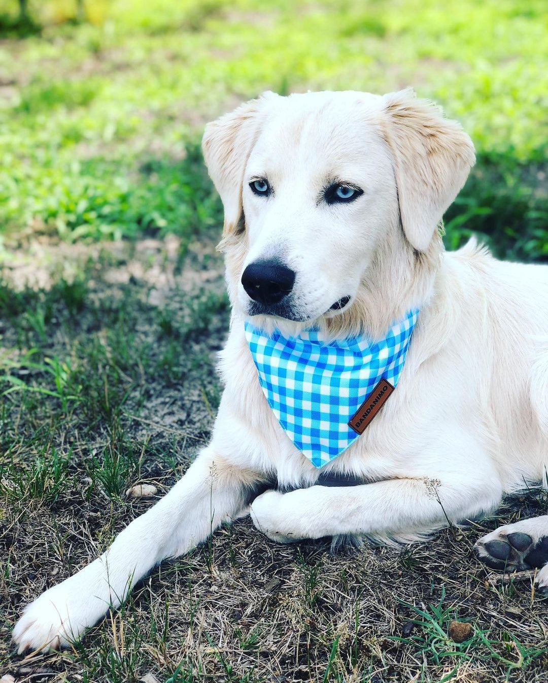 Bandana pour chien Plaid Bleu