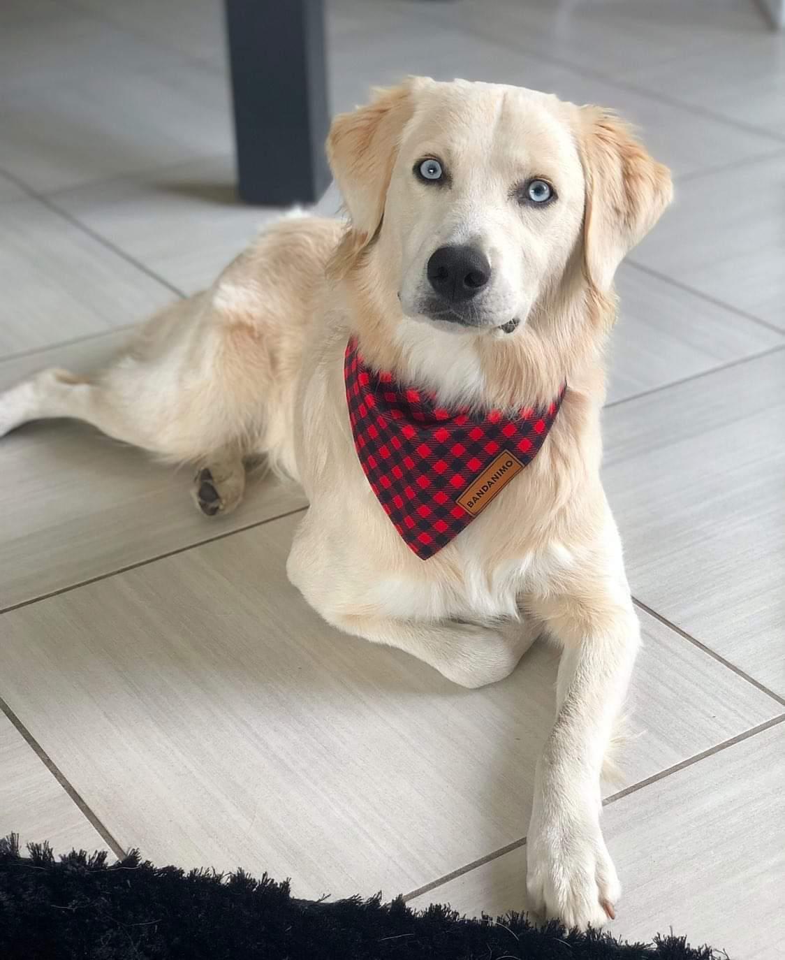 Bandana pour chien Plaid Rouge