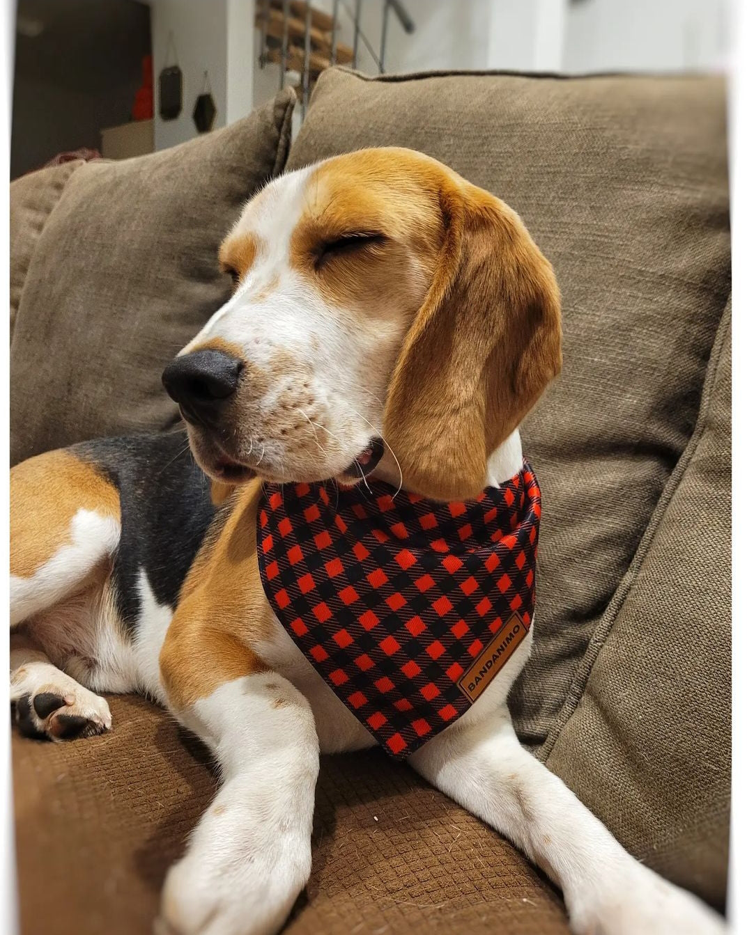 Bandana pour chien Plaid Rouge