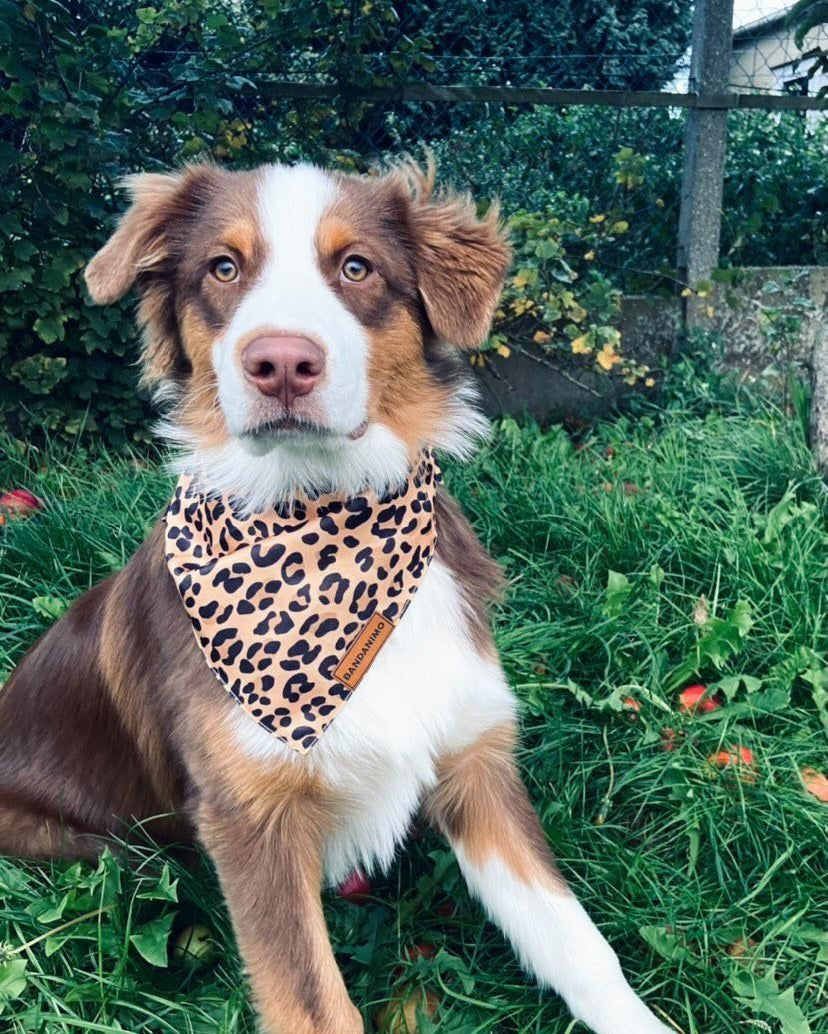 Bandana pour chien Léopard