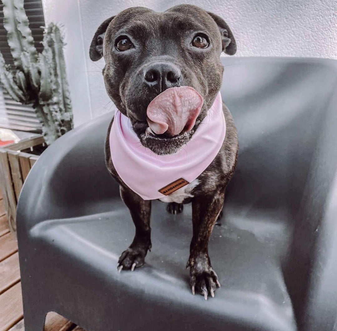 Bandana pour chien Rose Pastel
