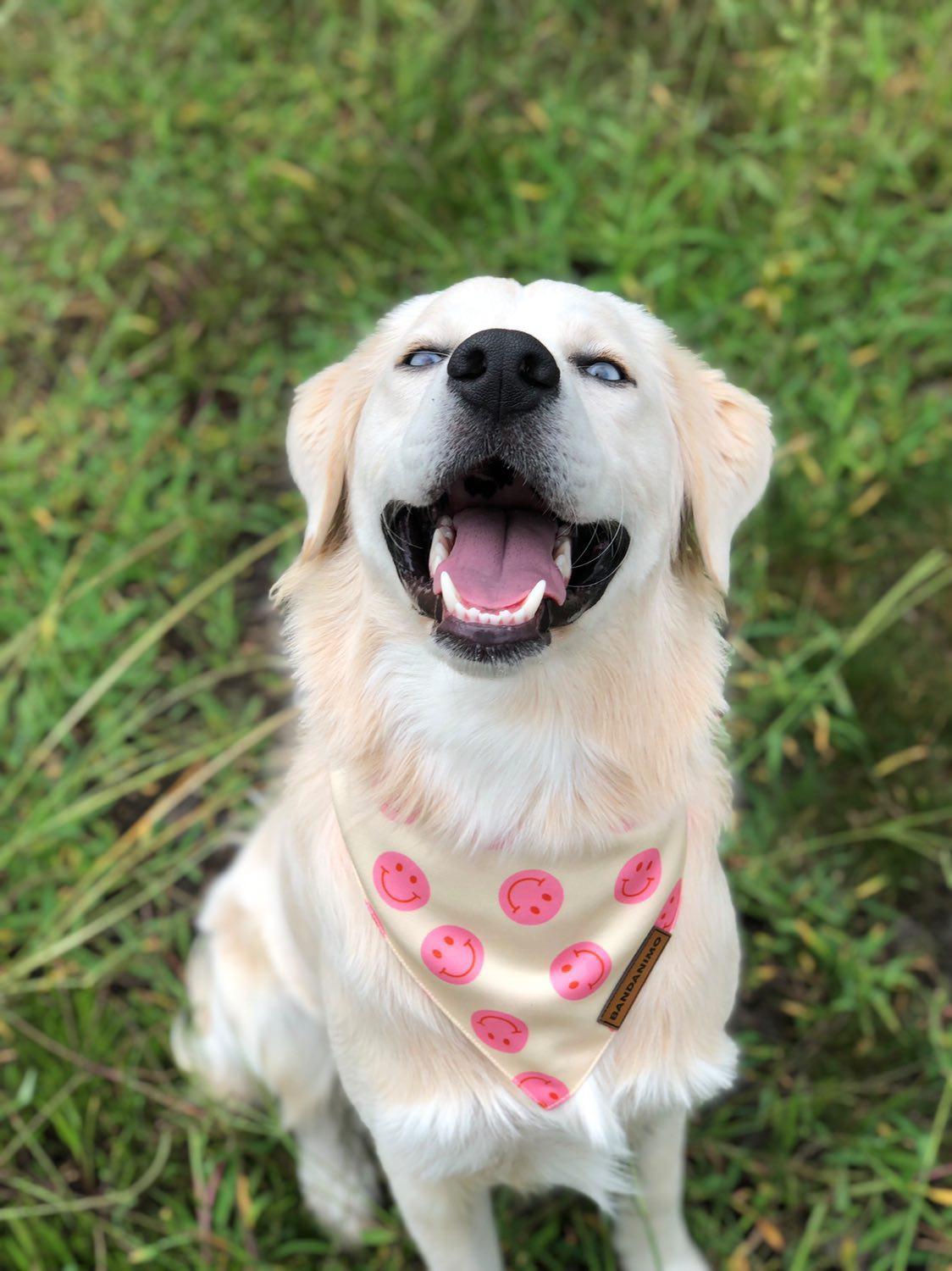 Bandana pour chien Smileys