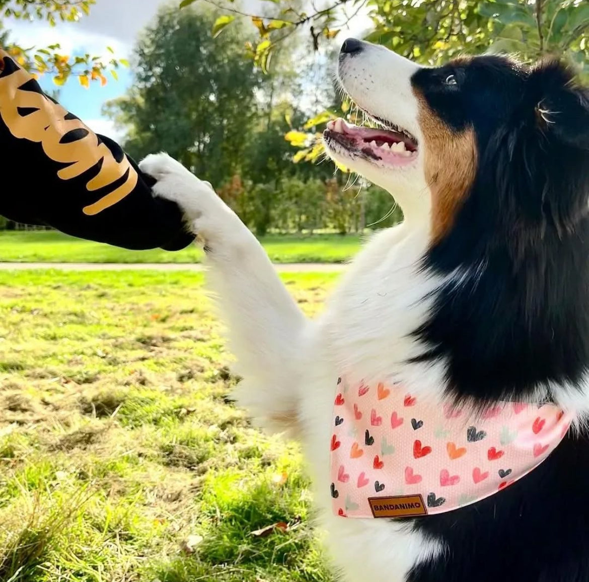 Bandana pour chien Cœurs