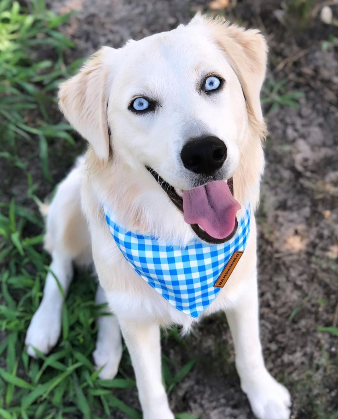 Bandana pour chien Plaid Bleu