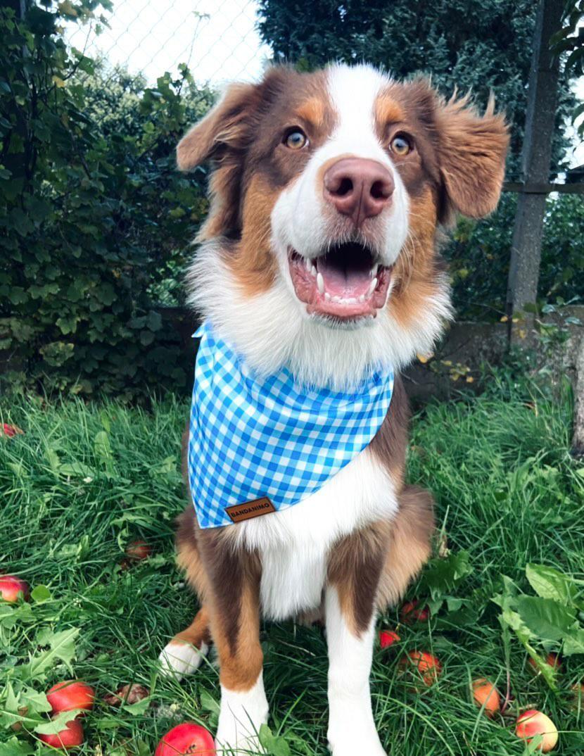 Bandana pour chien Plaid Bleu