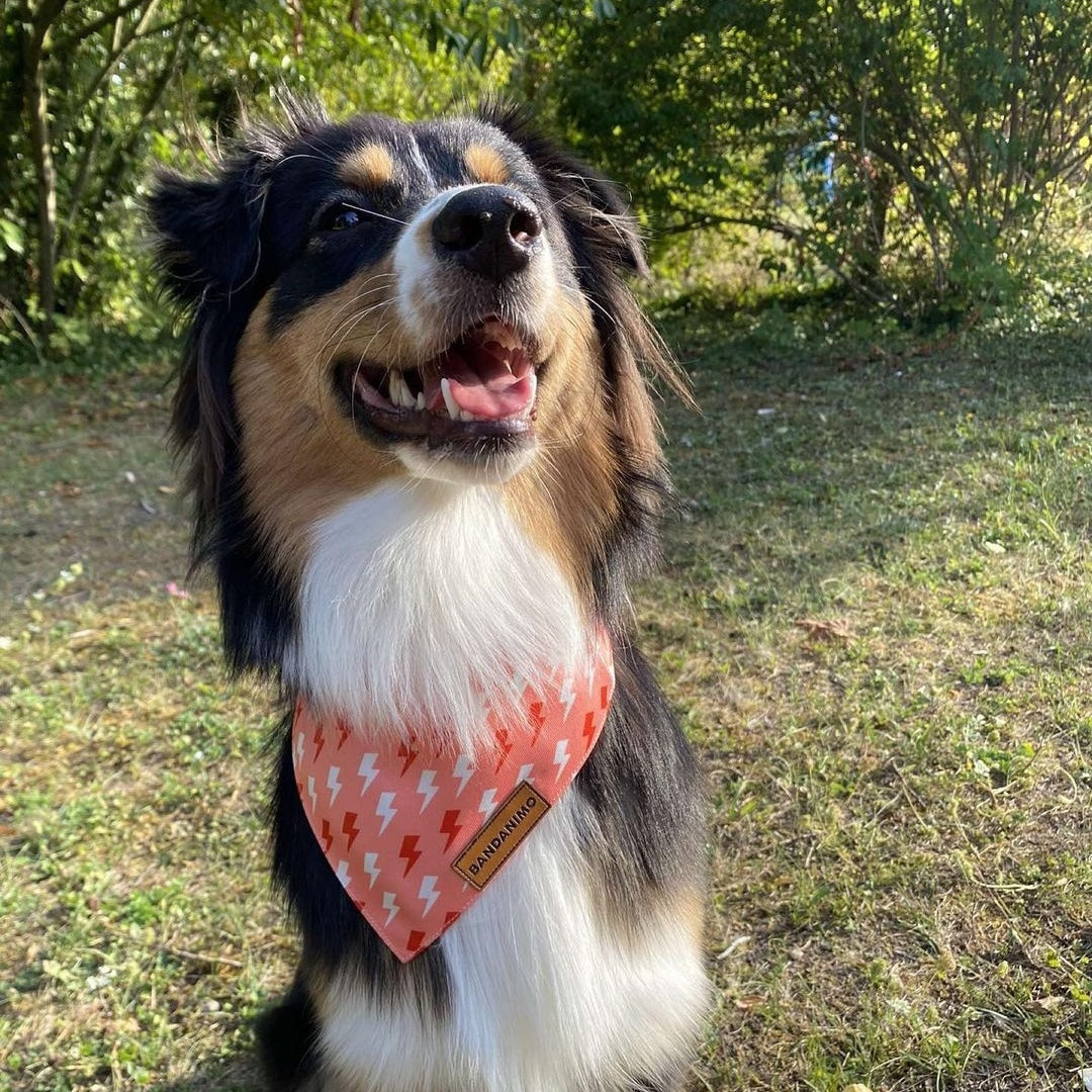 Bandana pour chien Eclairs