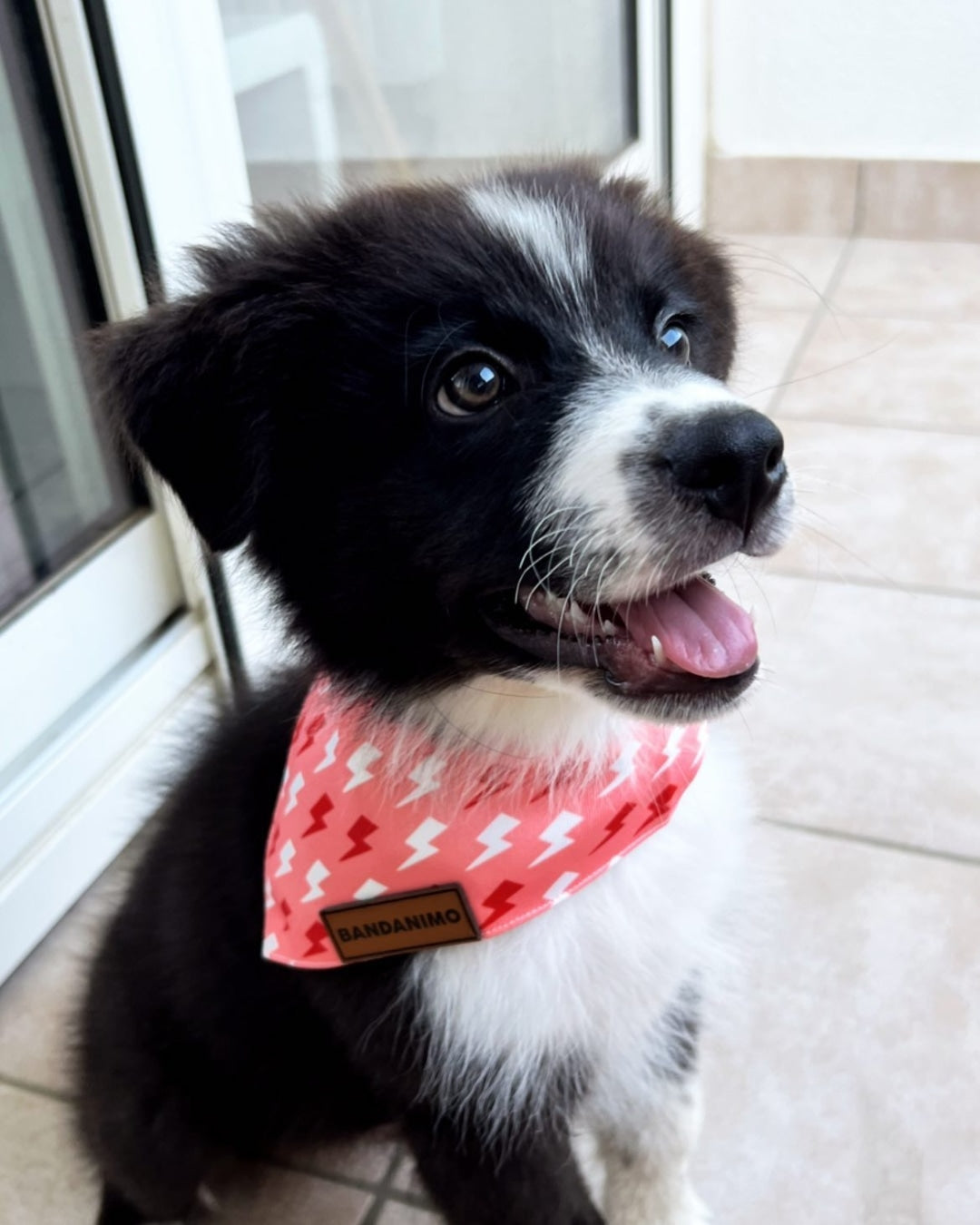 Bandana pour chien Eclairs