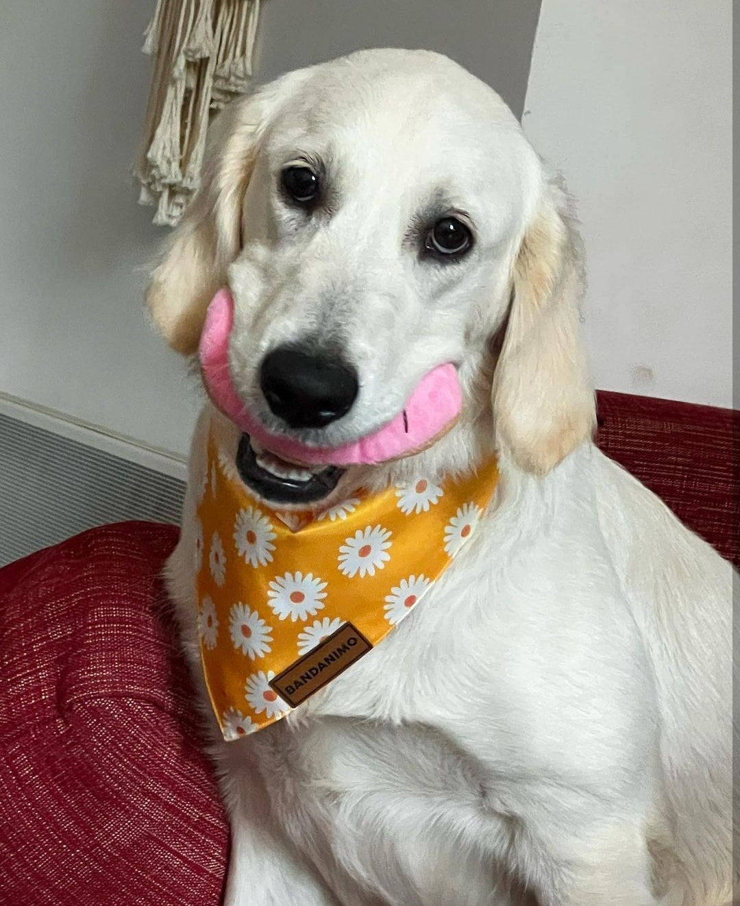 Bandana pour chien marguerites